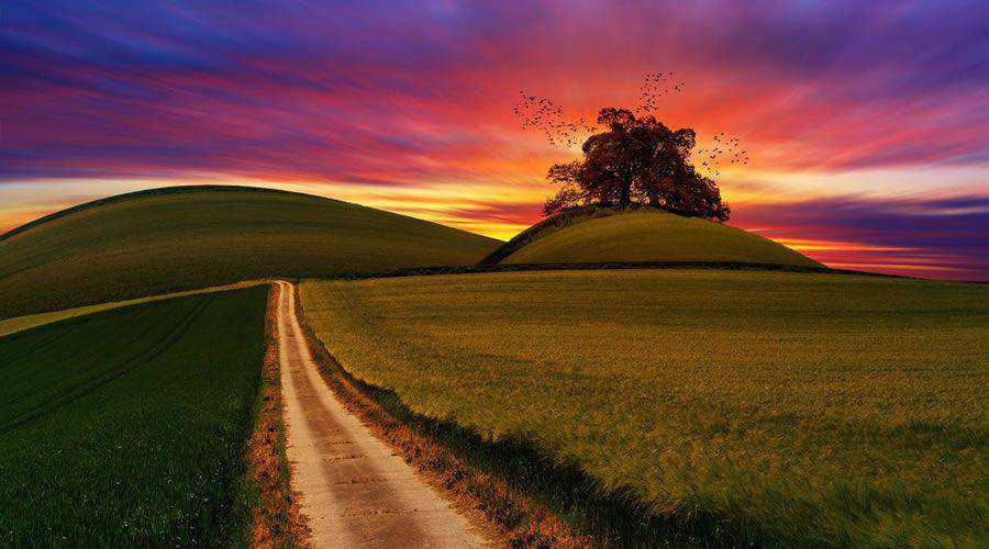 Green Rice Field at Sunset desktop wallpaper hd 4k high-resolution